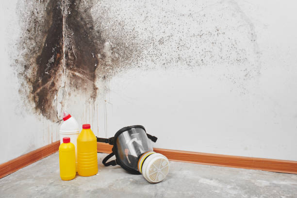 Carpet water damage restoration in Brownsville, TX